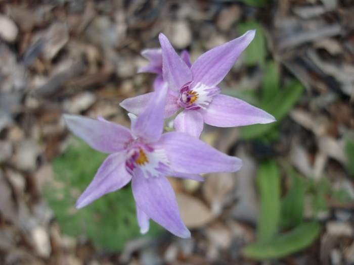 Caladenia latifolia - Pink Fairy - P1210075.JPG